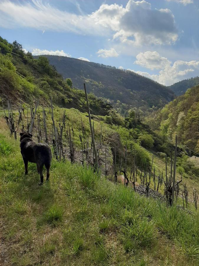 Alkener Elfenhaus Mit Kostenlosen Gaeste Ticket Dış mekan fotoğraf